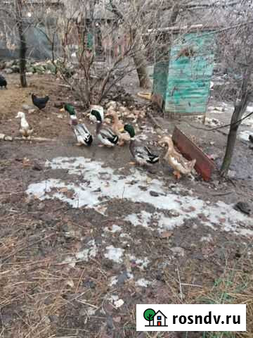 Куры, индоутки, петухи Волгоград - изображение 1