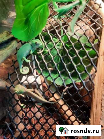 Хамелеон Санкт-Петербург - изображение 1