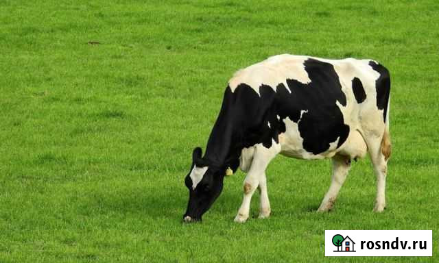 Корова голштинской породы Белгород - изображение 1