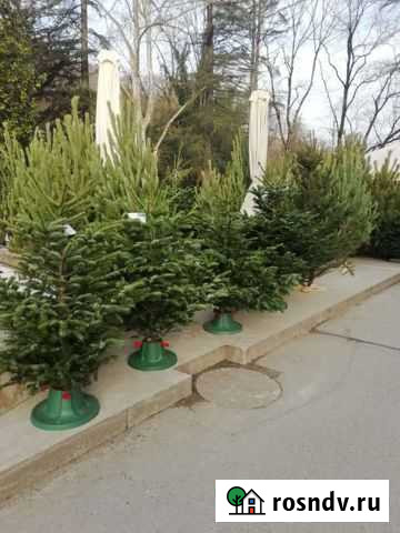 Новогодние ёлки: сосны, пихта, голубая ель Сочи - изображение 1