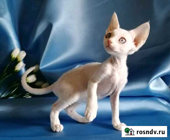 Кучеряшки Новосибирск - изображение 1