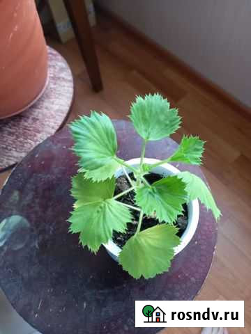 Королевская герань Оренбург - изображение 1