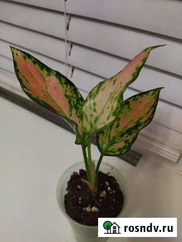 Детка Аглаонемы Пинк Долматин Ступино - изображение 1