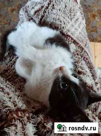 Котенок Химки