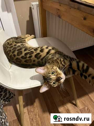 Бенгальская Краснодар - изображение 1