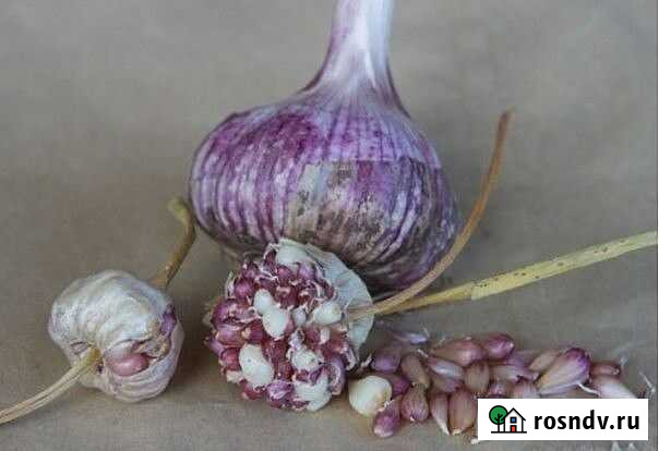 Чеснок бульбочки Саратов - изображение 1