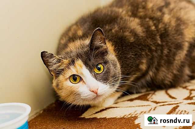 Кошка Серсея, возраст 4 года Сыктывкар - изображение 1