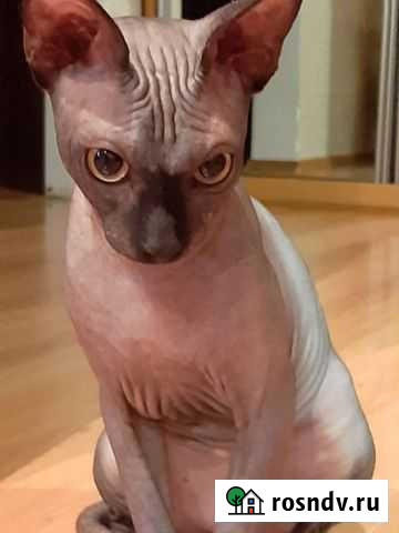 Вязка мальчик.Петерболд Балашиха - изображение 1