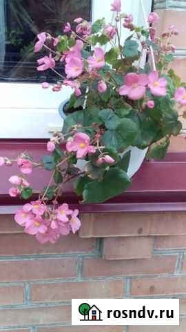 Бегония Глуар де Лоррейн Владикавказ - изображение 1