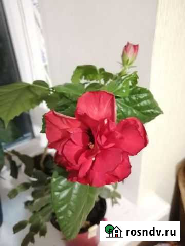 Гибискус и другие Липецк - изображение 1