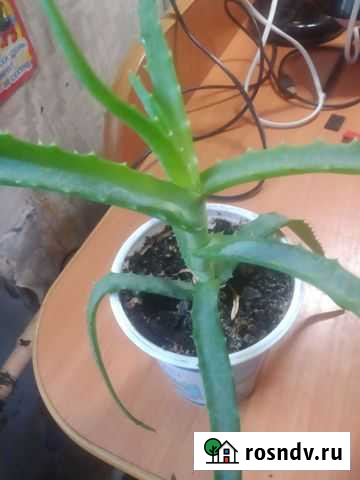 Алоэ Омск - изображение 1