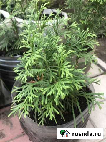 Туя Брабанд, Смарагд Серпухов - изображение 1