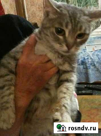 Волонтерской котейке Нюше очень нужен дом Саратов - изображение 1