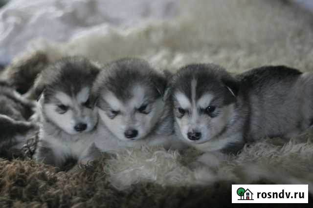 Аляскинский Маламут Щенки Любохна - изображение 1
