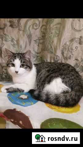 Кошка Нижний Новгород - изображение 1