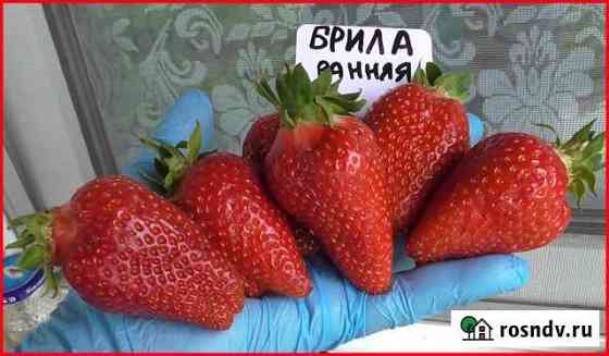 Саженцы клубники Балашов