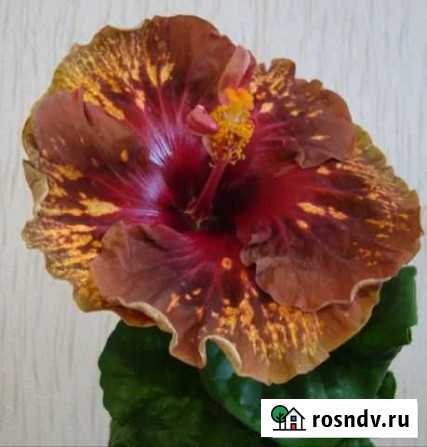 Гибискусы Ватутинки - изображение 1