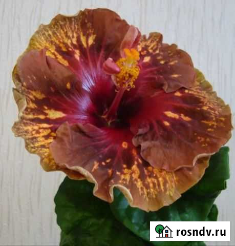 Гибискусы Ватутинки - изображение 1