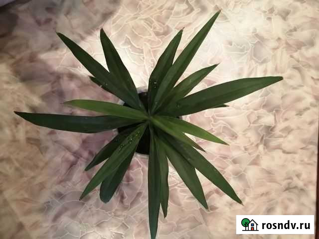 Кордилина Канск - изображение 1