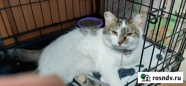 Мягонькая беленькая кисанька Челябинск - изображение 1