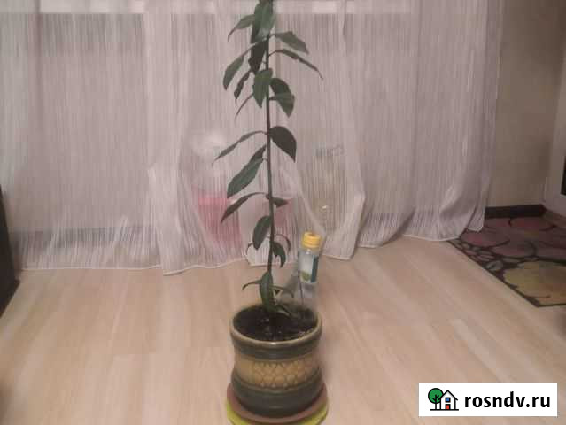 Лавровое дерево Иркутск - изображение 1