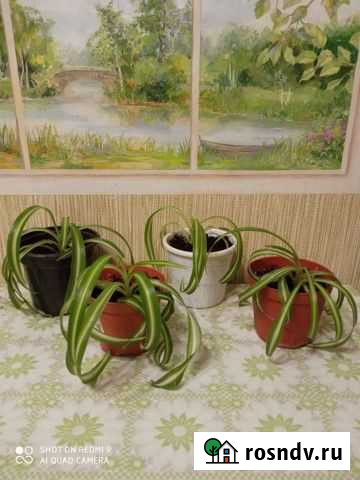 Хлорофитум кудрявый Тамбов - изображение 1