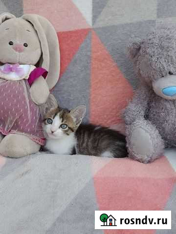 Котята Романовская - изображение 1