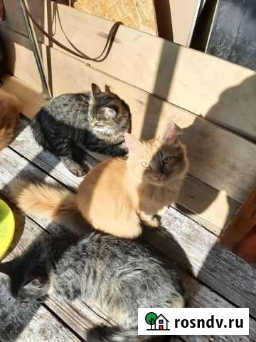 Котята-дачники ищут дом Воронеж - изображение 1