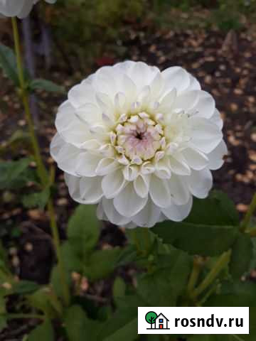 Георгины клубни Красноярск - изображение 1