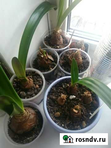 Гипераструм Сыктывкар - изображение 1