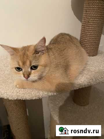 Ищем жениха для шотландки Иркутск - изображение 1