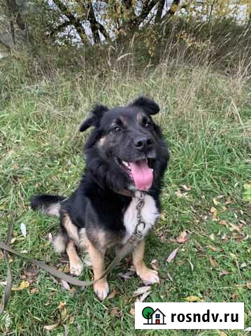 Дворняга Обухово - изображение 1