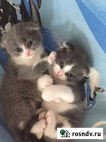 Шотландская Новороссийск - изображение 1