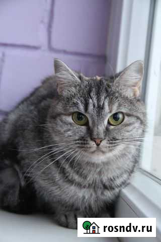 Котята в хорошие руки Воронеж - изображение 1