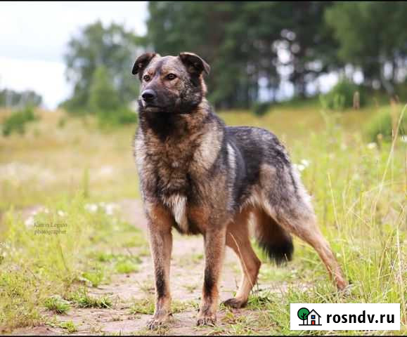 Ласкуша Сэм Мытищи - изображение 1