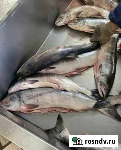 Кета Оптом Оренбург - изображение 1