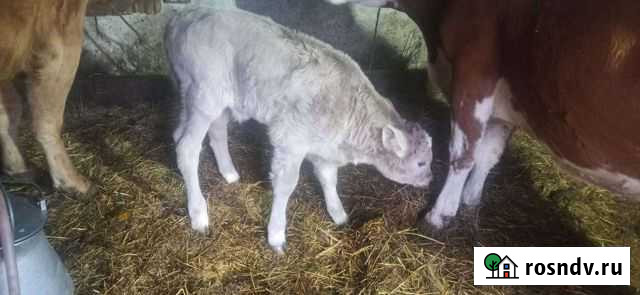 Бычки,бык,бычёк,телята,телки,коровы Пугачев - изображение 1