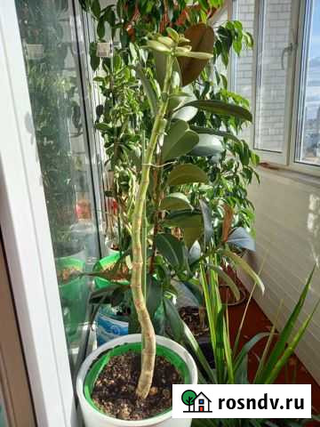 Шефлера Тюмень - изображение 1