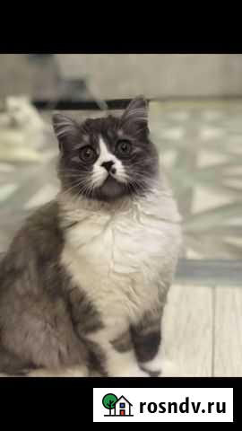 Шотландская чистокровная кошечка Севастополь - изображение 1