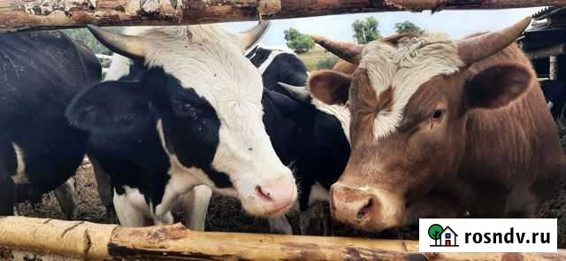 Продам крупный рогатый скот и баранов Белебей - изображение 1