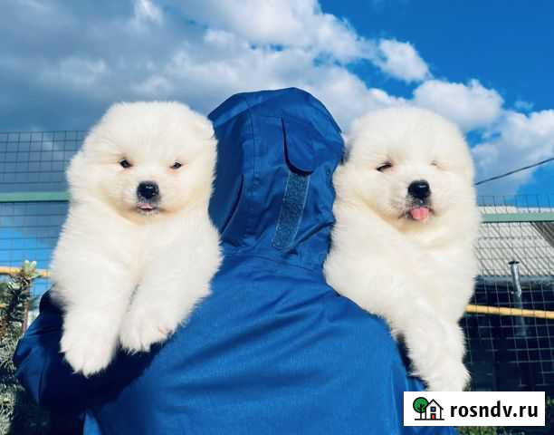 Самоеды щенки мишки (Самоедская Лайка) для Вас Самара - изображение 1