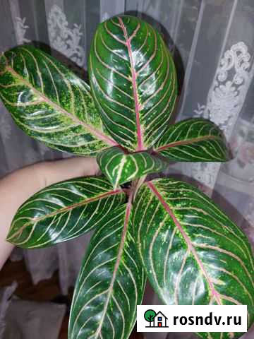 Аглаонема Суматра Махачкала - изображение 1