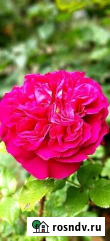 Садовые цветы и кустарники Тверь - изображение 1