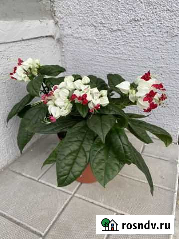 Клеродендрум Владимир - изображение 1