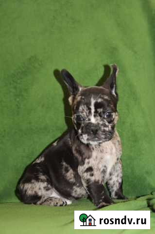 Мальчик мерле дарк Ялта - изображение 1