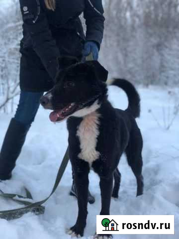 Добрая собака с печальной судьбой Гатчина - изображение 1