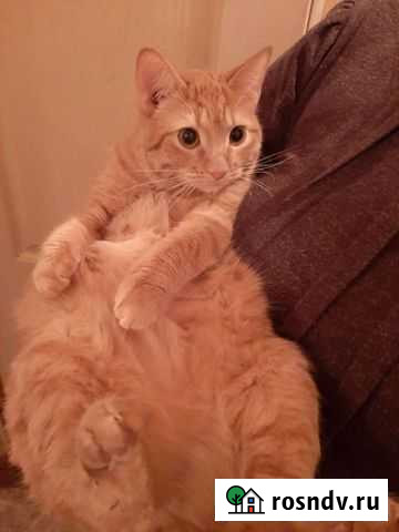 Рыжее солнышко Самара - изображение 1