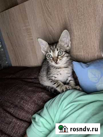 В добрые руки кошечка Славянск-на-Кубани - изображение 1