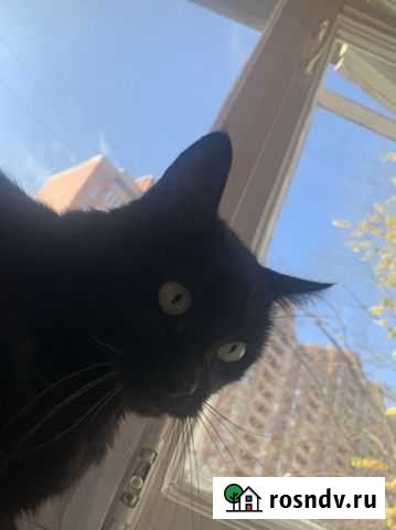 Отдам в добрые руки кошку Пусю Красково - изображение 1