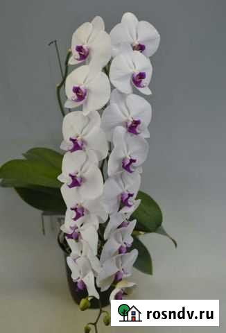 Орхидея фаленопсис City Moer * City Girl Ярославль - изображение 1